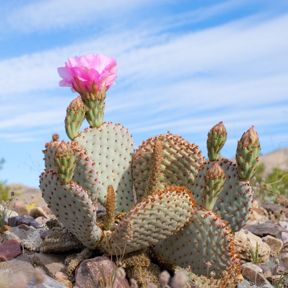 Developing Resilience Bounce Back From Setbacks With Mindtools Com