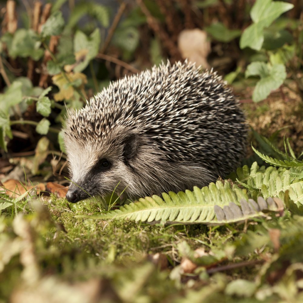 the-hedgehog-concept-strategy-skills-training-from-mindtools
