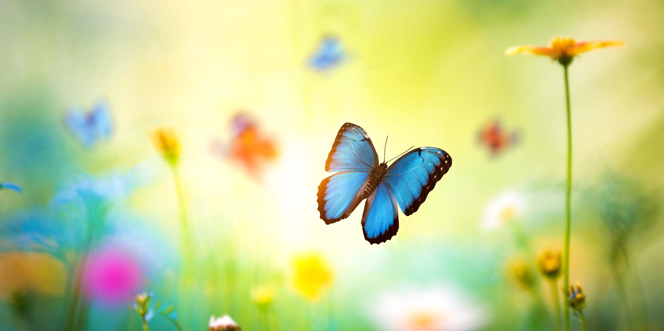 Are You a Caterpillar or a Butterfly? – Planning Your Career From Here ...